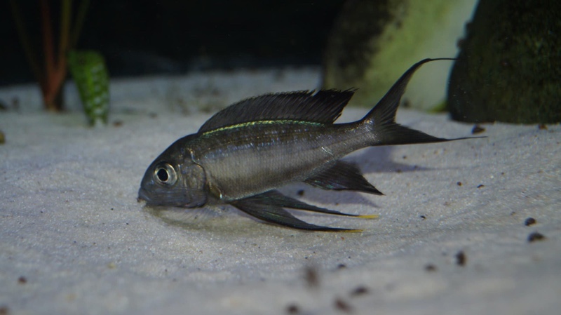Cyathopharynx sp. 'neon streak' Kanoni